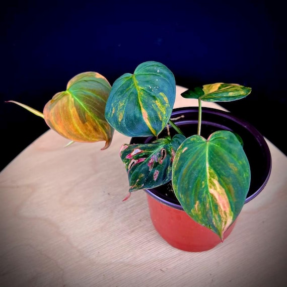 Rare Philodendron Pink Variegated Micans | Aurea Micans in 4'' Pot