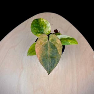 May include: A top-down view of a potted plant with large, heart-shaped leaves. The leaves display a mix of green, yellow, and pink hues. The plant sits on a light wood surface against a black background, creating a striking contrast.