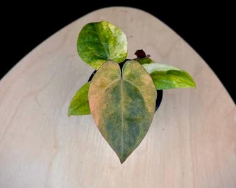 Anthurium 'red Tiger' by HU | Rare Exotic Anthurium | Mother Plant