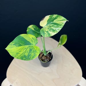 Monstera Deliciosa Aurea Variegated - Bright Yellow Sectoral & Marbled Leaves - Rare Aroid Collector’s Plant - US Seller