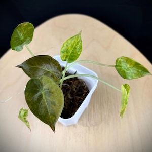 Alocasia Wentii Aurea Variegated - Golden Leaves for Indoor Plant Collectors - Aroid Collector Plant - US Seller