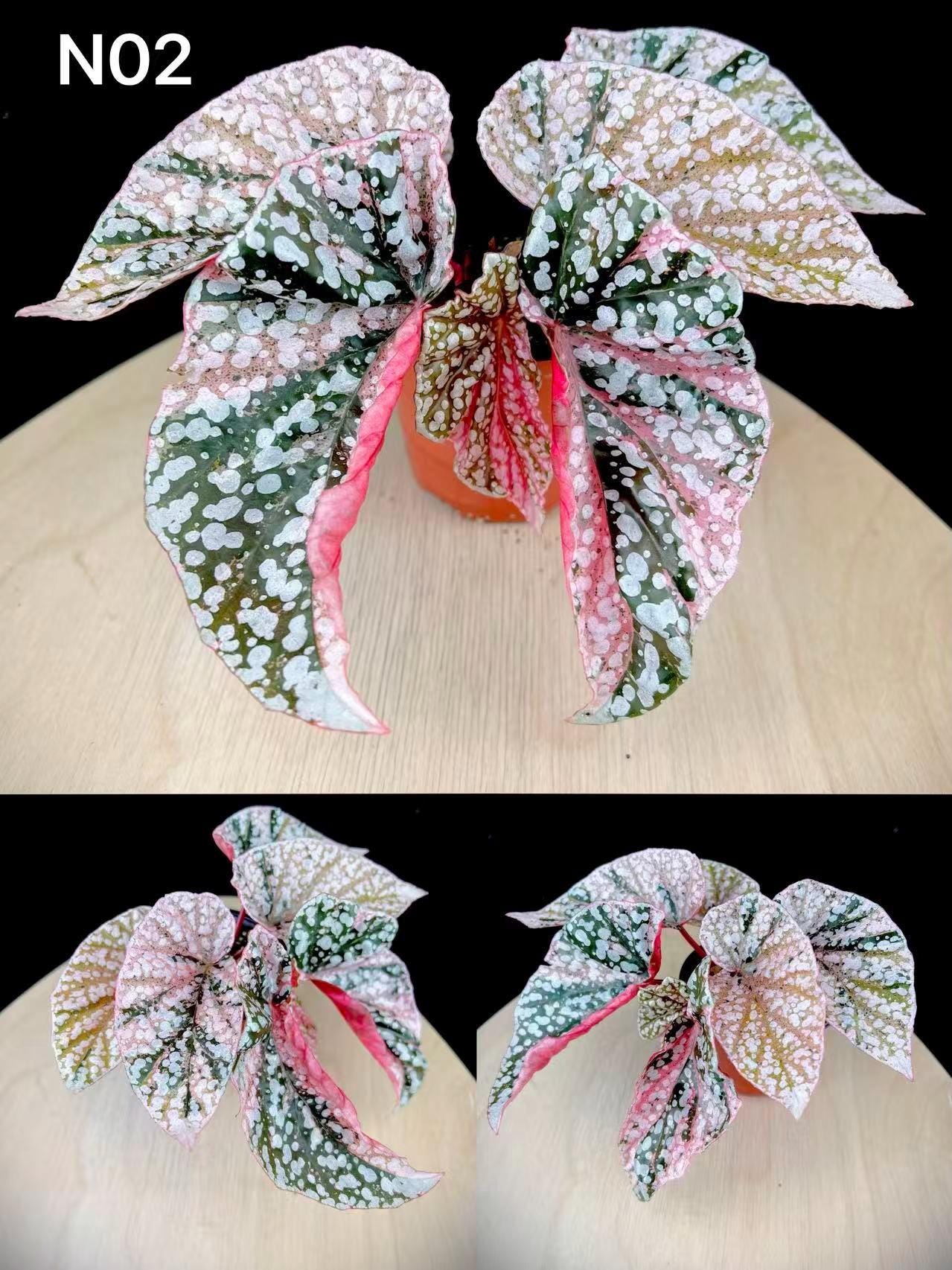 So thankful to have this in 4 Begonia Snow Capped pink ベゴニア