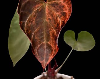 Anthurium 