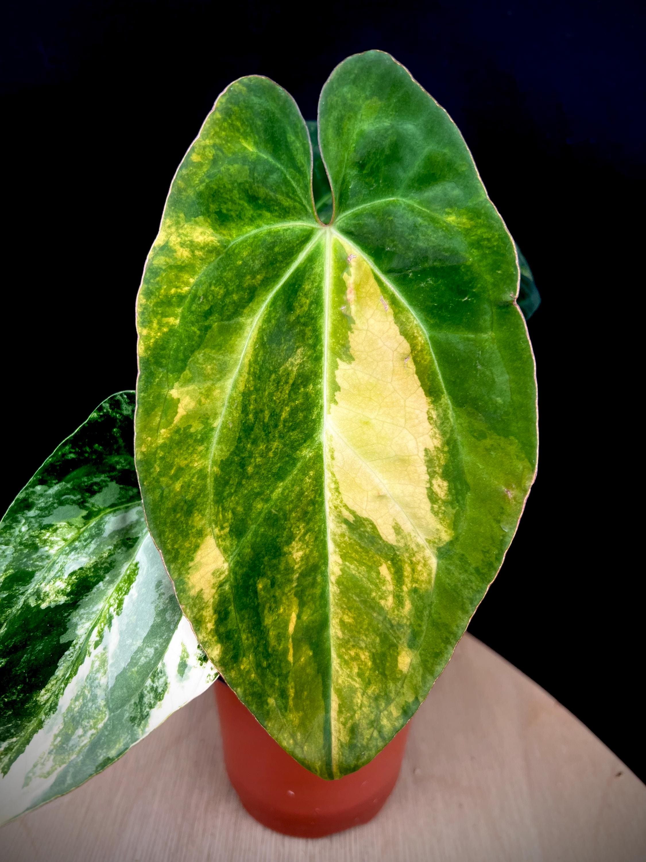 Anthurium Papi - Etsy