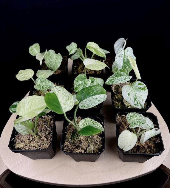 ♡*認様 極美株　Monstera Deliciosa White monste 極美株 Monstera Deliciosa White monster 天津蘭