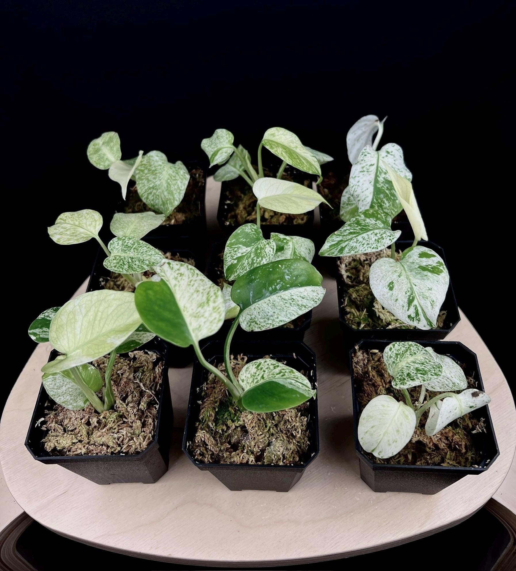Monstera Deliciosa White Monster – Rare Variegated Monstera
