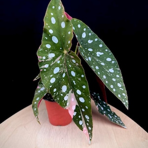 Rare Begonia Maculata Pink Variegated Cutting - Stunning Pink