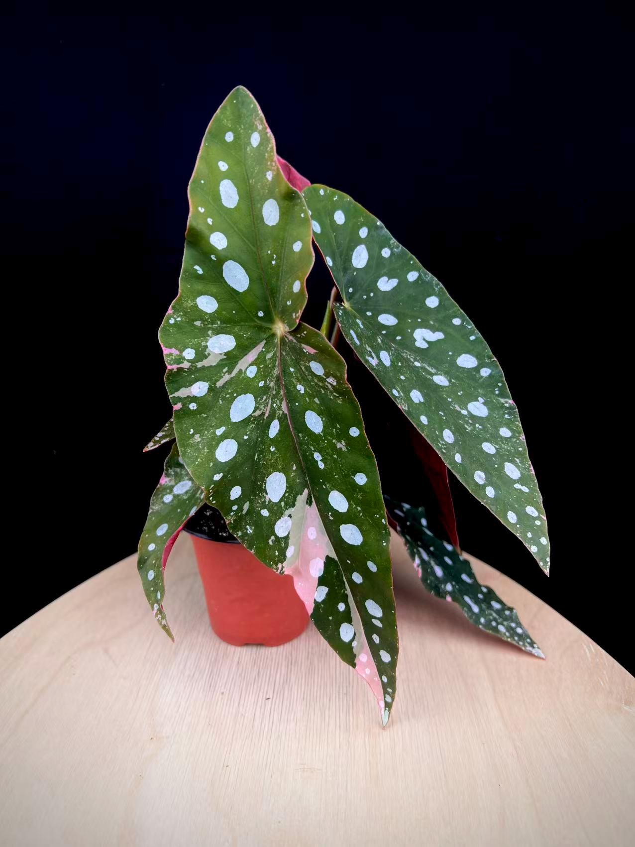 Rare Begonia Maculata Pink Variegated Cutting - Stunning Pink