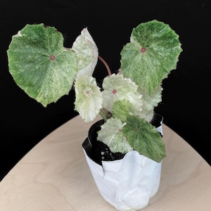 レア ベゴニア ルージュ Variegated Begonia Rouge大苗 希少！ベゴニア