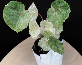 Begonia Rouge Variegated - Etsy