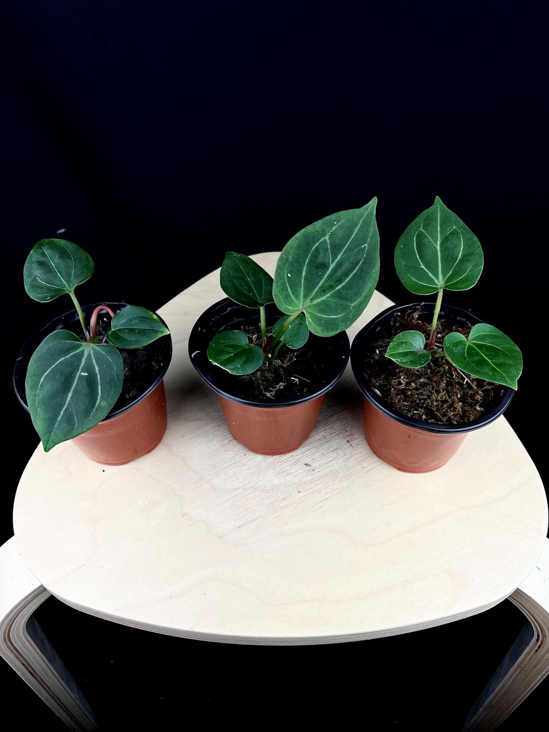 Anthurium King Of Spades Rare Velvety Foliage With Stunning Silver 