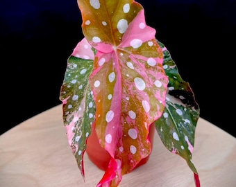 Anthurium Hookeri Pink Plant - Etsy