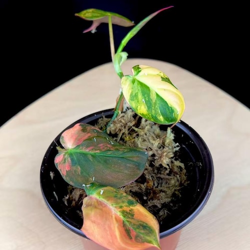 Xl Anthurium Veitchii Starter Plant (ALL STARTER PLANTS Require