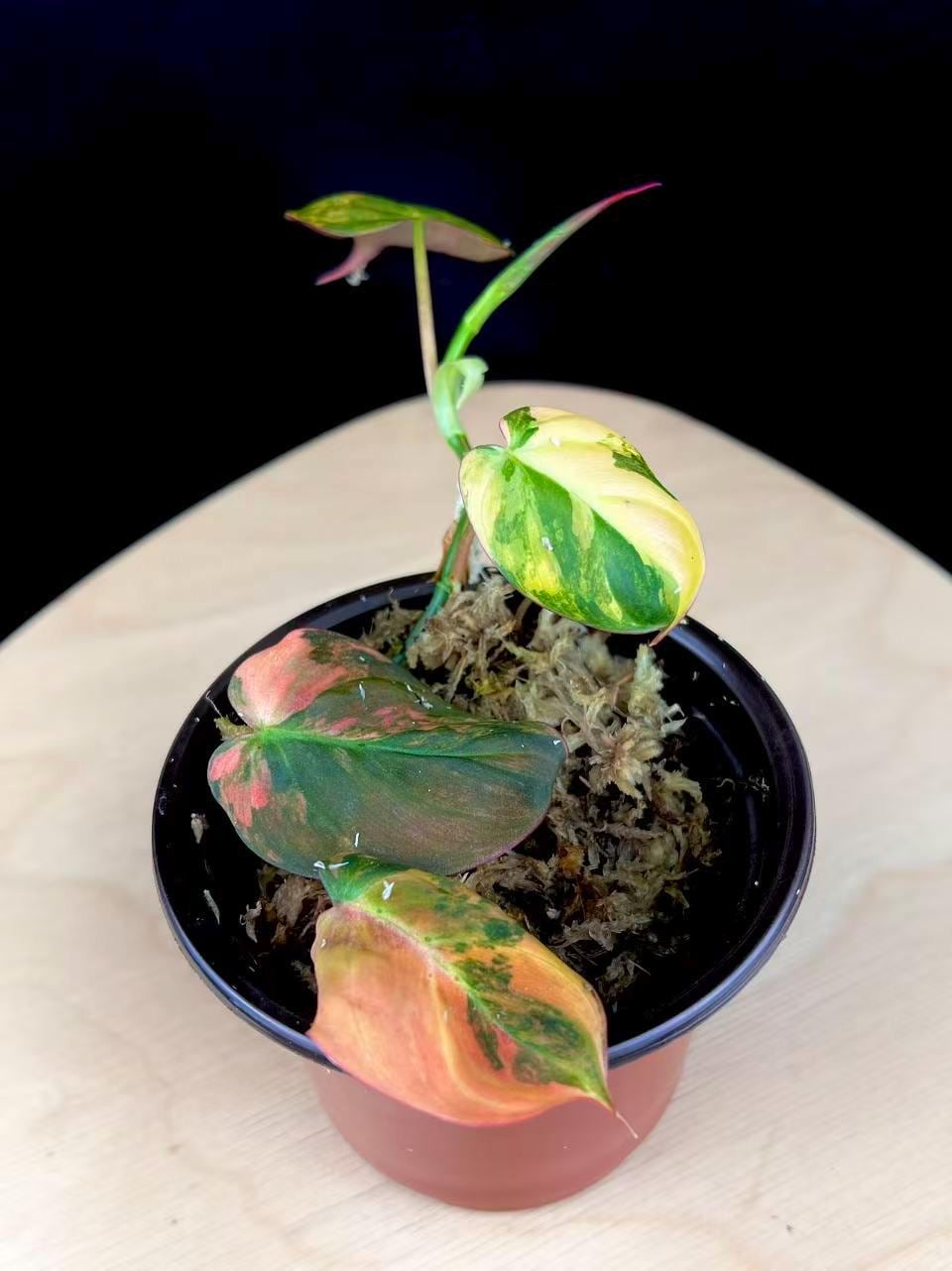 Rare Philodendron Pink Variegated Micans | Aurea Micans in 4'' Pot