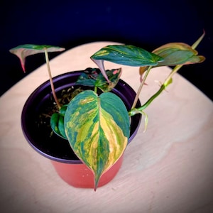 Rare Philodendron Pink Variegated Micans | Aurea Micans in 4'' Pot – Easy Care Trailing Plant – US Seller - 8.20 Renewed