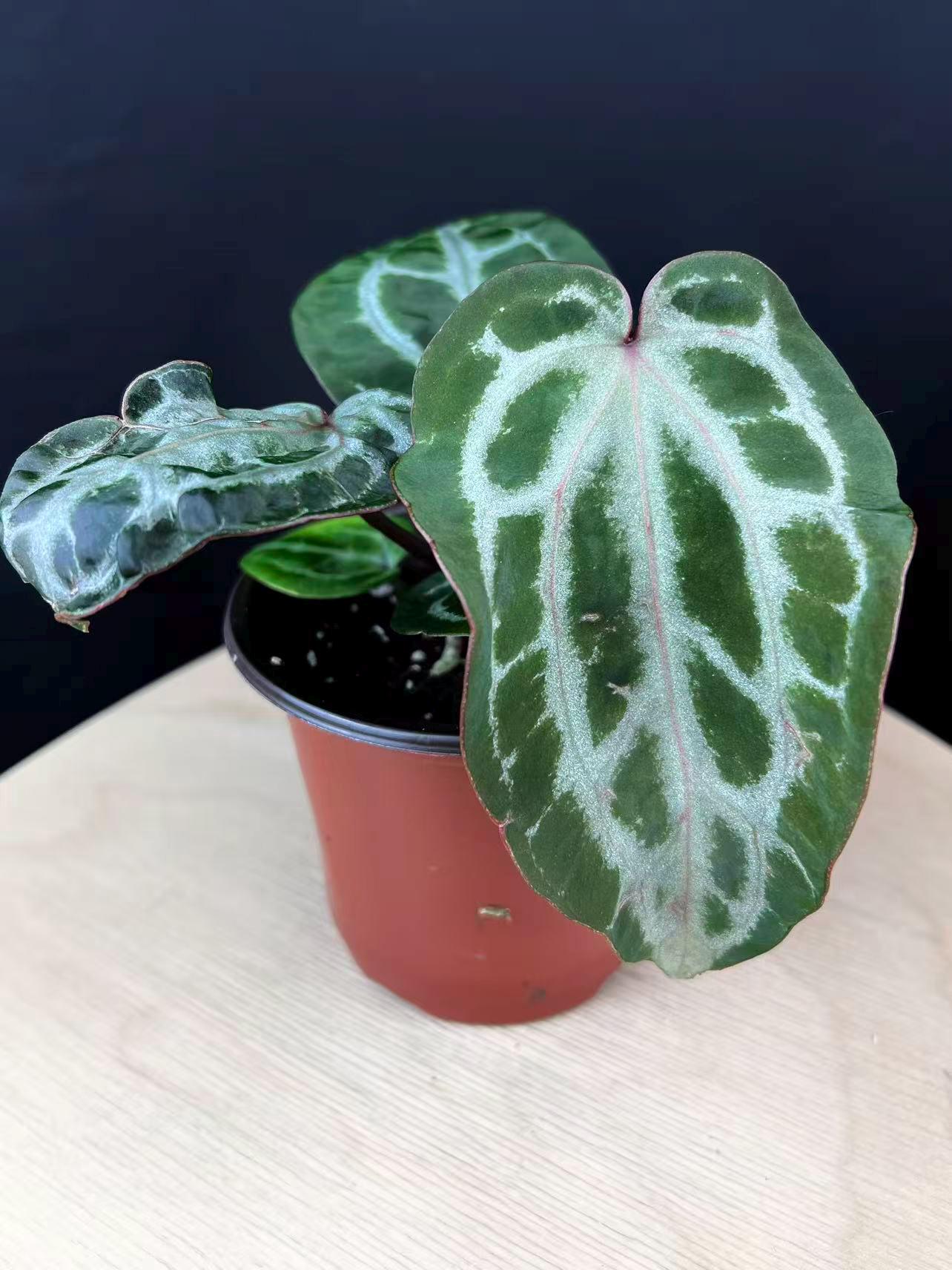 Anthurium Michelle X Michelle - Etsy