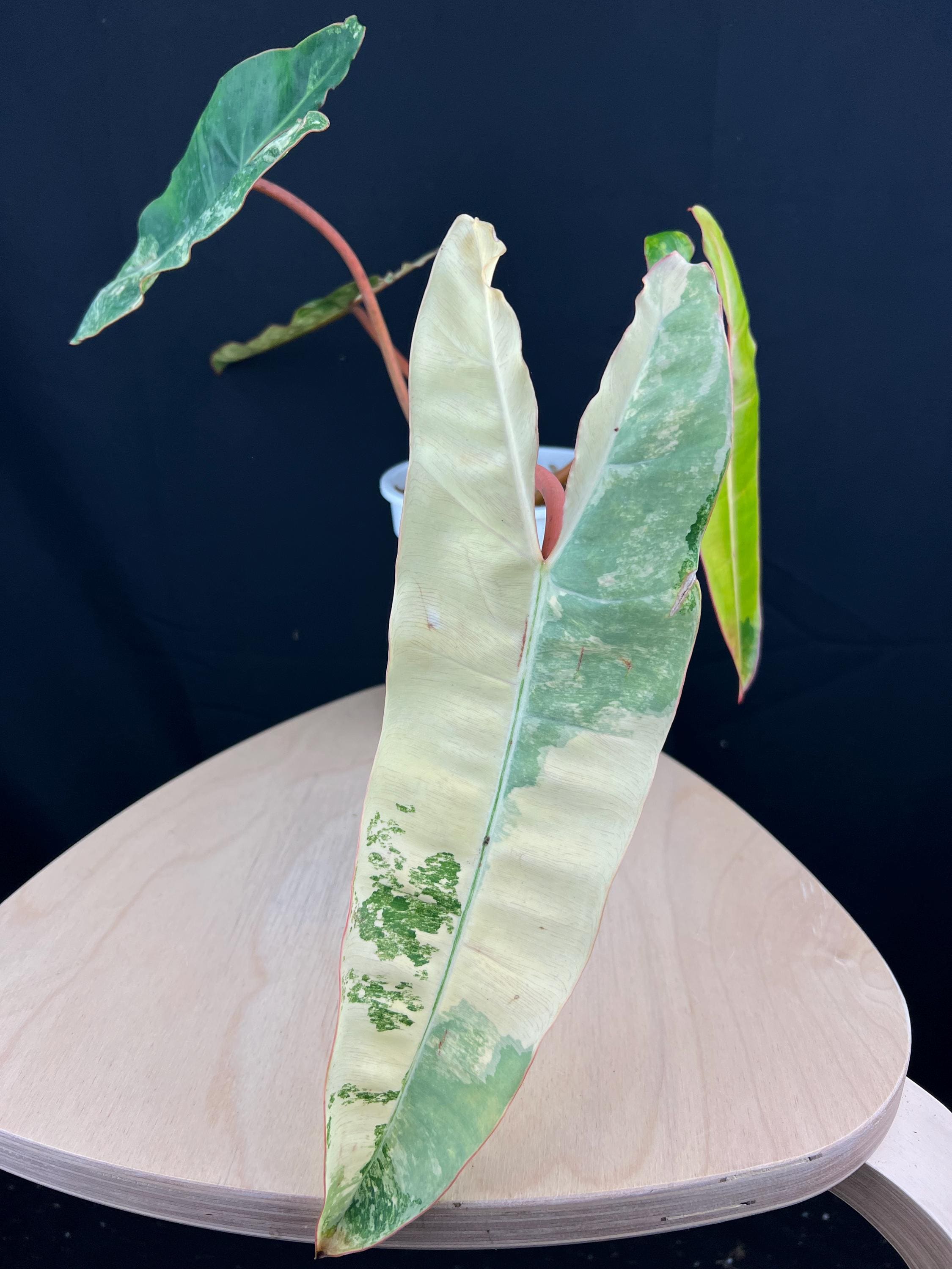 moonglow succulent 60mm Crassula Moonglow Variegated Single, Rare and Live Succulent