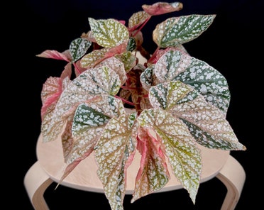 il_372x296.7361668533_pwoj.jpg
