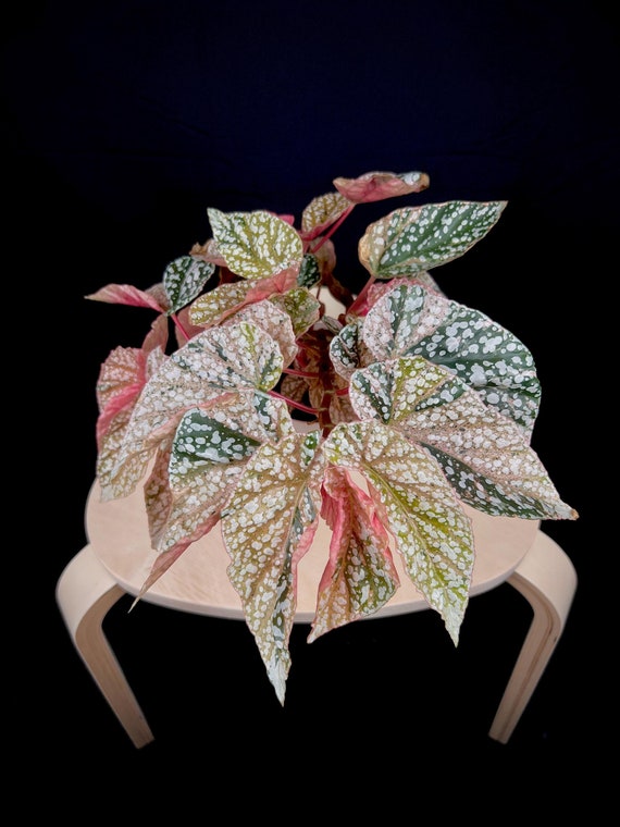 Begonia Snow Capped pink ベゴニア スノーキャップド 1 Begonia