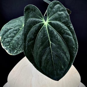 Anthurium Papillilaminum - Deep Green Velvet Elegance - US Seller