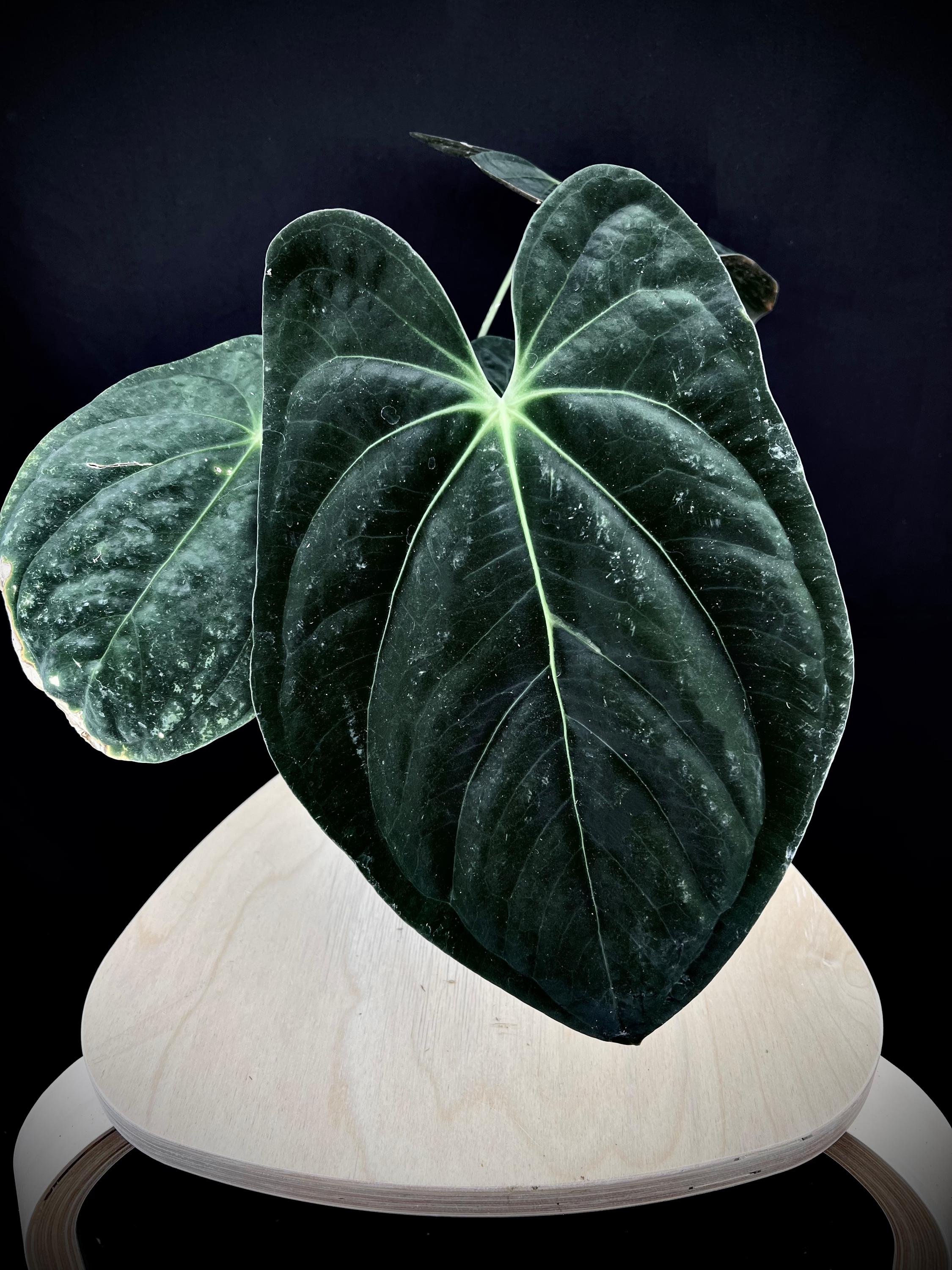 Anthurium papi - Etsy 日本