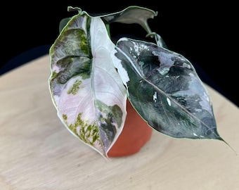Alocasia YO519Alocasia Ninja Albo Variegated アロカシア ニンジャ