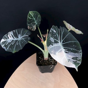 Rare Alocasia Black Velvet Pink Variegated - Mother Plant Size - Stunning Pink Variegation for Indoor Plant Collectors - US Seller