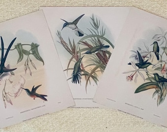 Set of 3 Hummingbirds in Nature Prints - 1946 John Gould Art