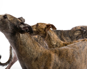 Fine Art Greyhound Photograph