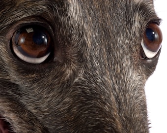 May include: Close-up of a dog's face, showing its dark brown eyes and black and grey fur.