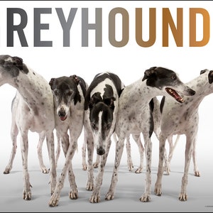 Fine Art Greyhound Poster