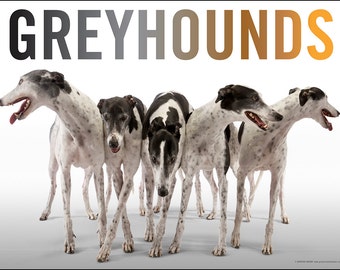 Fine Art Greyhound Poster