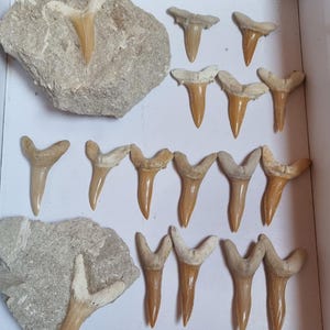 5 denti di scapanorhynhus rapax e 11 denti di squalo goblin dal Marocco