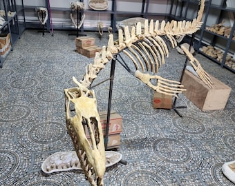 モロッコ産のパレオフィス蛇の脊椎始新世化石 - Etsy 日本