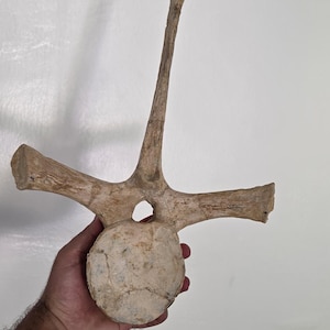 Puede incluir: Un hueso de vértebra fosilizado de color beige, con una prominente espina neural vertical alargada y dos amplios procesos transversales laterales que se extienden desde un cuerpo vertebral central redondeado con un canal espinal circular visible.