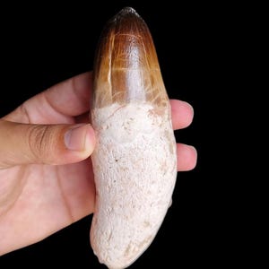 raro prognathodon mosasauro radicato di 15 cm tppth_autentico fossile cretaceo dal Marocco