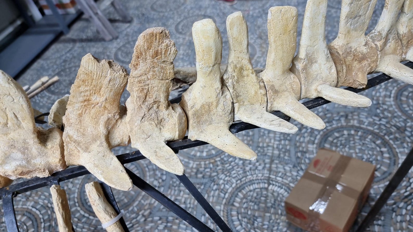 Authentic 3.5m Mosasaur Skeleton_rare Late Cretaceous Fossil From ...