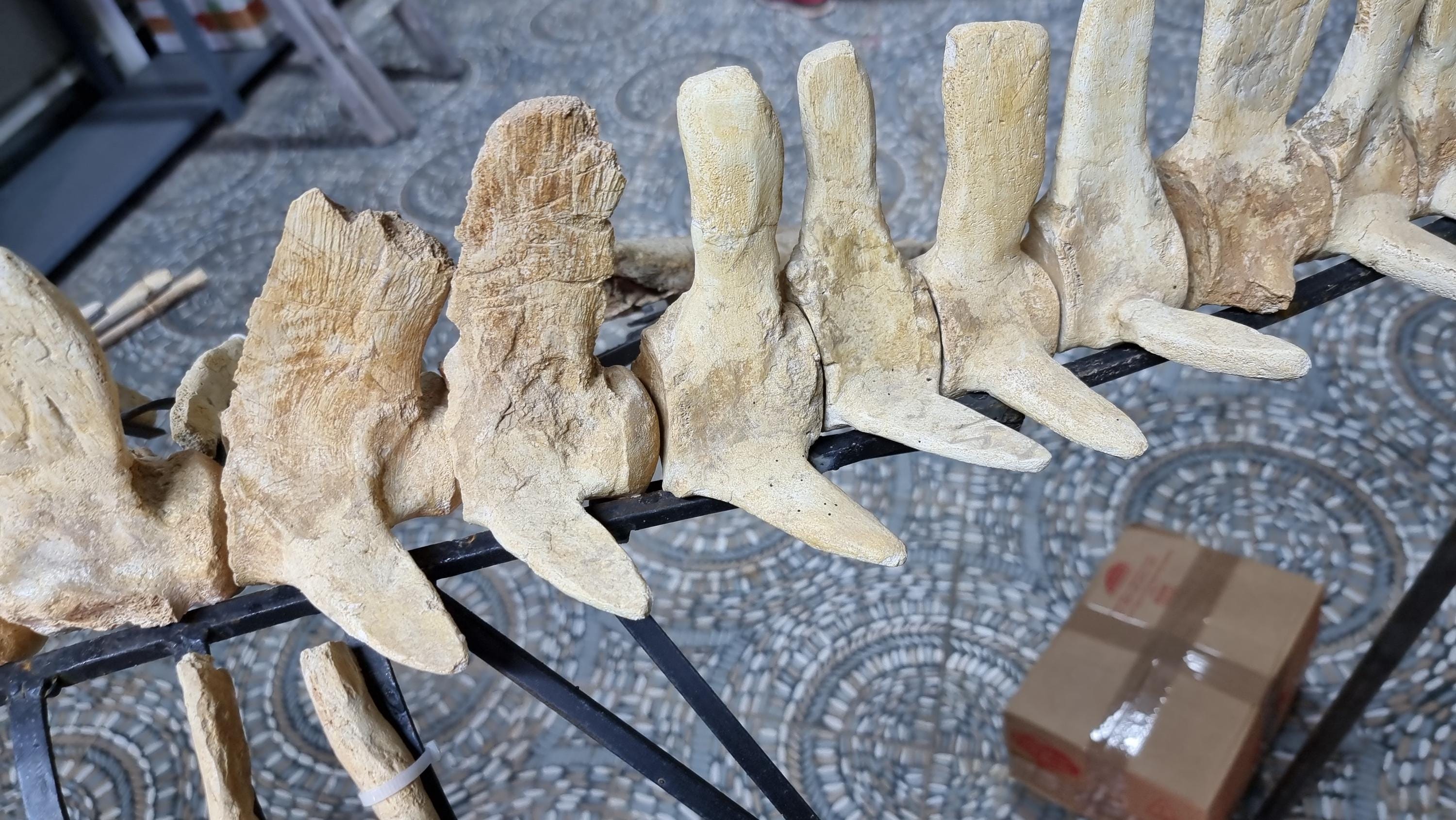 Authentic 3.5m Mosasaur Skeleton_rare Late Cretaceous Fossil From ...