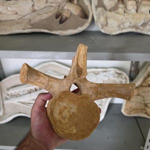Op de afbeelding: Een gefossiliseerde, beige wervel met een centrale ronde opening en drie uitgesproken uitsteeksels. Het bot heeft een ruw, getextureerd oppervlak en vertoont een natuurlijke gemineraliseerde kleur die kenmerkend is voor fossiele resten.
