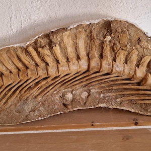 Vertebre e costole fossili di rettile marino di 74 cm – Khouribga, Marocco