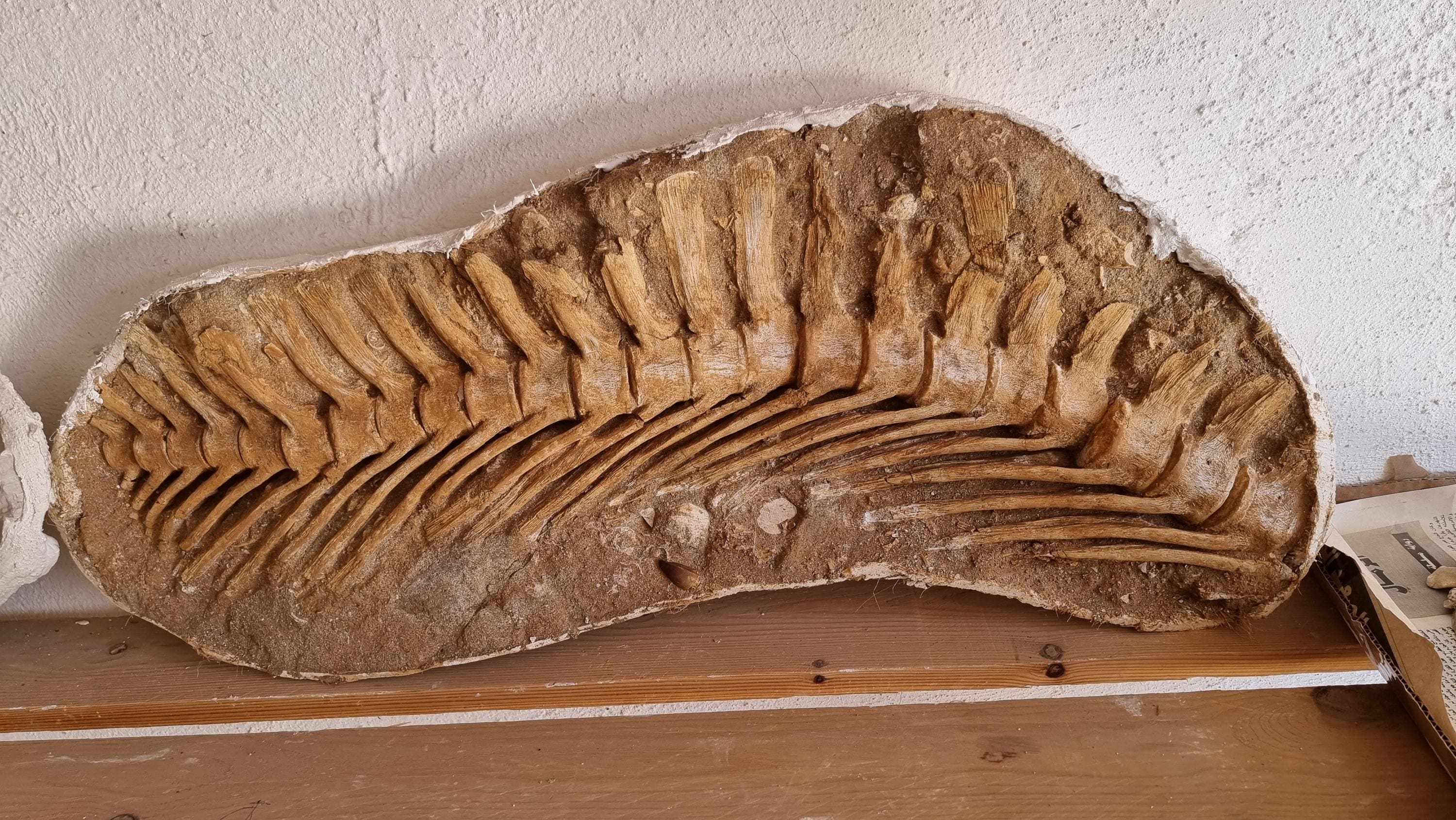 中国貴州省産・ウミユリ化石】 極上 ウミユリ トラウマトクリヌス 化石