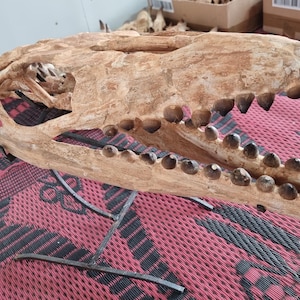 cranio fossile di globidens Mosasaur 55 cm tardo Cretaceo, Marocco