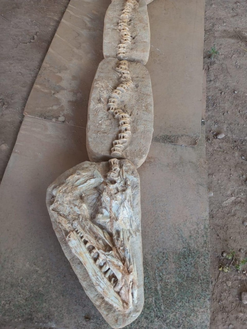 Eceptional Enchodus Libycus Skeleton _authentic Cretaceous Fossil From ...