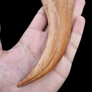 Könnte beinhalten: Ein geschnitztes, hellbraunes, klauenförmiges Objekt mit geschwungenem Design. Die Klaue hat eine spitze Spitze und wird in der Hand einer Person vor einem schwarzen Hintergrund gehalten. Die Klaue hat ein glattes, poliertes Aussehen.