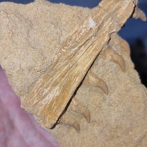 autentica mascella di mosasauro dal Marocco