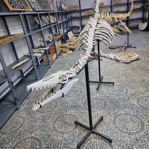 Op de afbeelding: Een wit skeletreplica van een prehistorisch zeereptiel, mogelijk een plesiosaurus, gemonteerd op een zwarte metalen standaard. Het skelet wordt tentoongesteld in een kamer met planken vol verschillende fossielen en rotsen.
