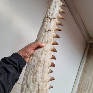 Impressionante mascella di mosasauro (53 cm) – Fossile di Khouribga, Marocco
