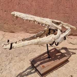 Cranio di vero mosasauro Pluridens / Fossile autentico del Cretaceo / Predatore marino dell'era dei dinosauri / Fossile del Marocco