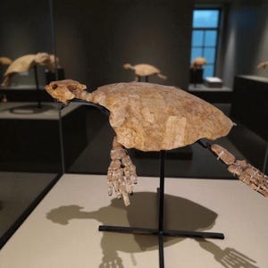 May include: A fossilized turtle skeleton displayed on a black stand. The turtle's shell and bones are a light brown color, with visible details of the skeletal structure. Other turtle skeletons are visible in the background, suggesting a museum exhibit.