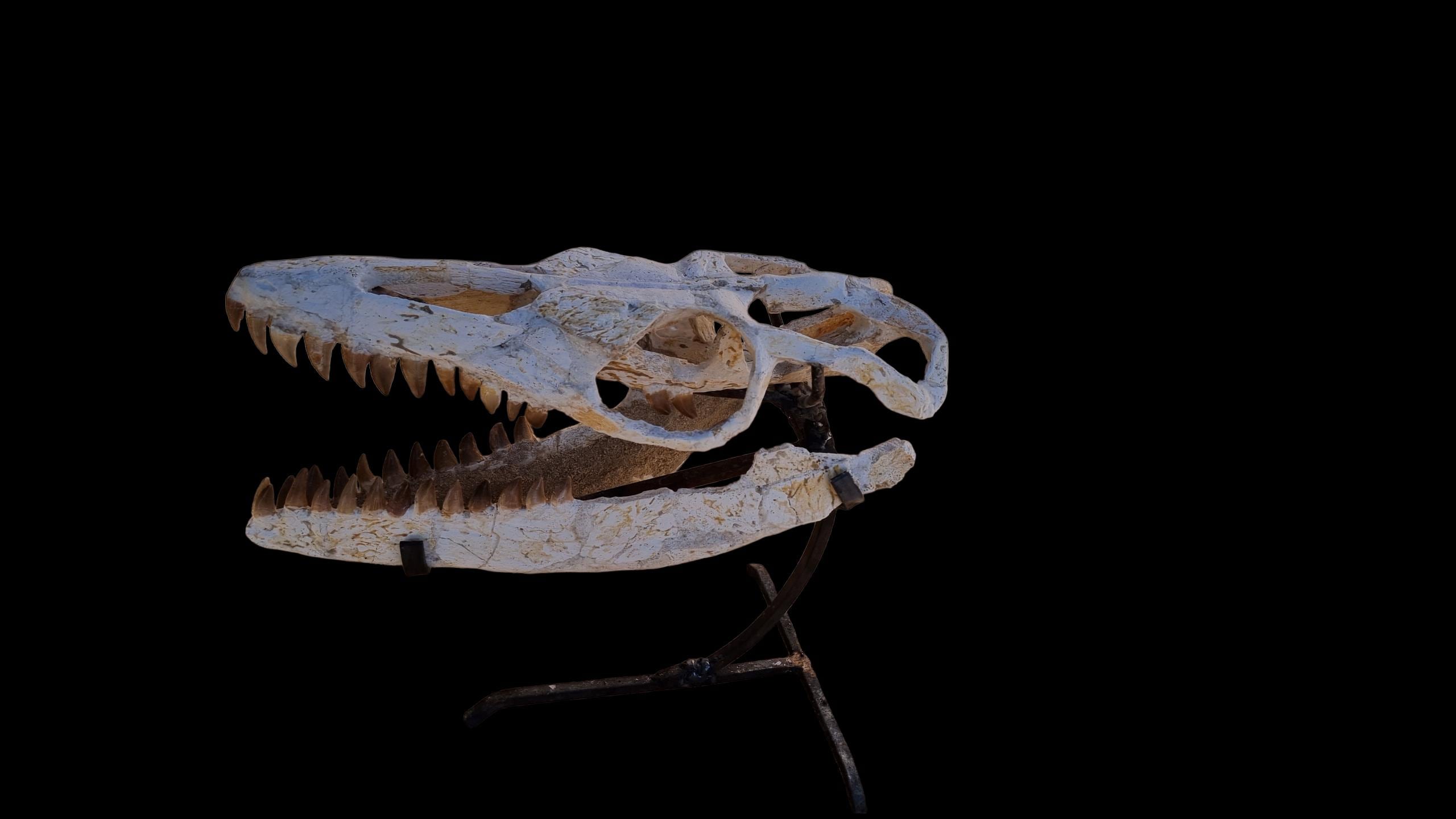 Keichousaurus - Etsy 日本